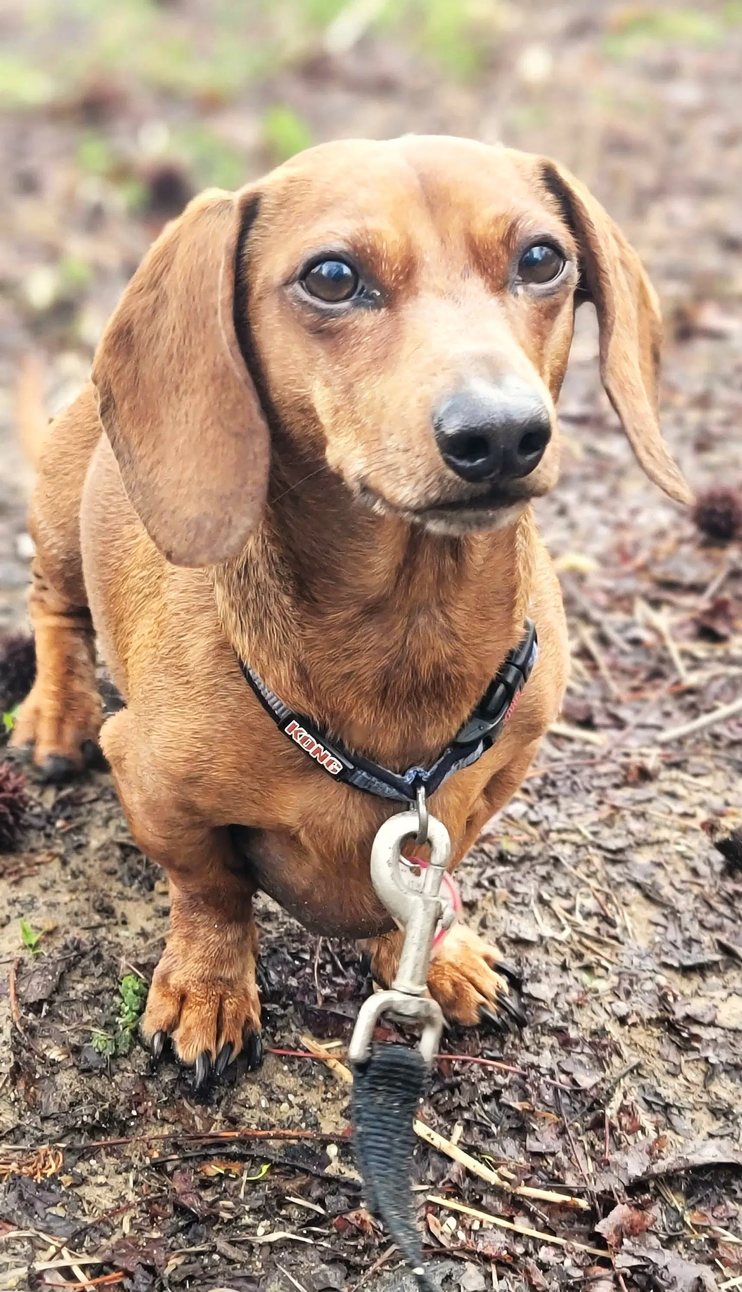 Luke In Nc - Dachshund