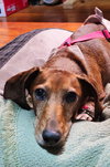 Daisy Mae in MD  (Courtesy Post)