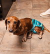 Daisy Mae in MD  (Courtesy Post)