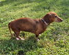 Daisy Mae in MD  (Courtesy Post)