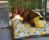 Daisy Mae in MD  (Courtesy Post)
