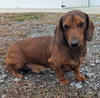 Samson in TN