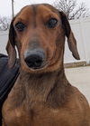 Samson in TN