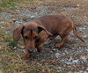 Samson in TN