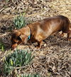 Samson in TN - Photo 12