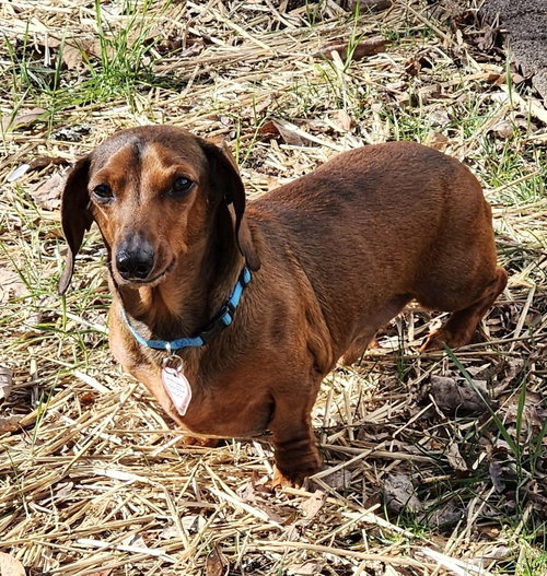 SAMSON IN TN - Dachshund available for adoption