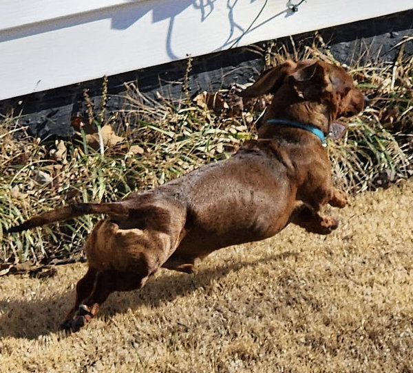 Samson in TN
