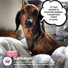 Samson in TN