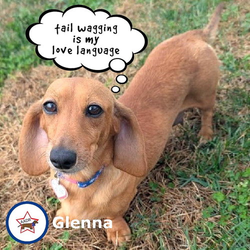Glenna in IL