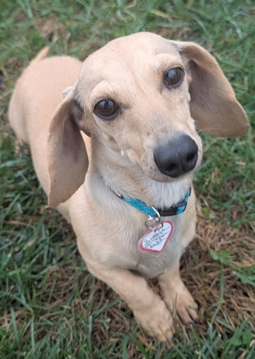 picture of the dog needing adoption
