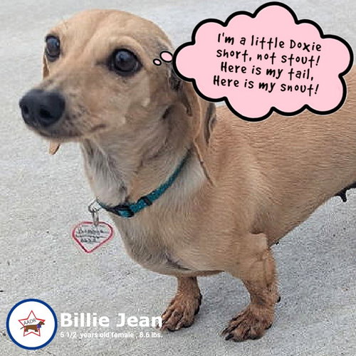 picture of the dog needing adoption