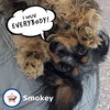 Smokey in TN