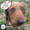 Stevie in TN