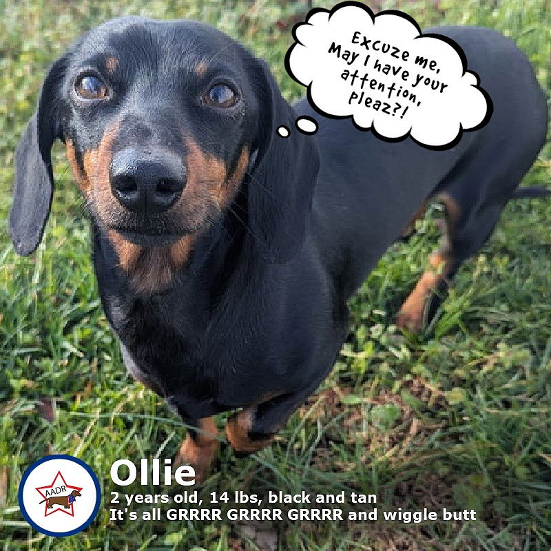 Ollie in TN