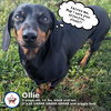 Ollie in TN