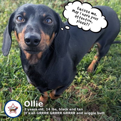 picture of the dog needing adoption