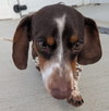 Peanut in TN