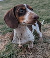 Peanut in TN