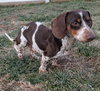 Peanut in TN