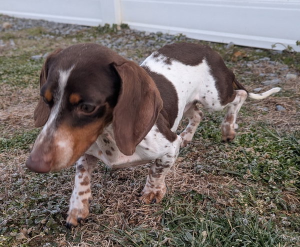 Peanut in TN