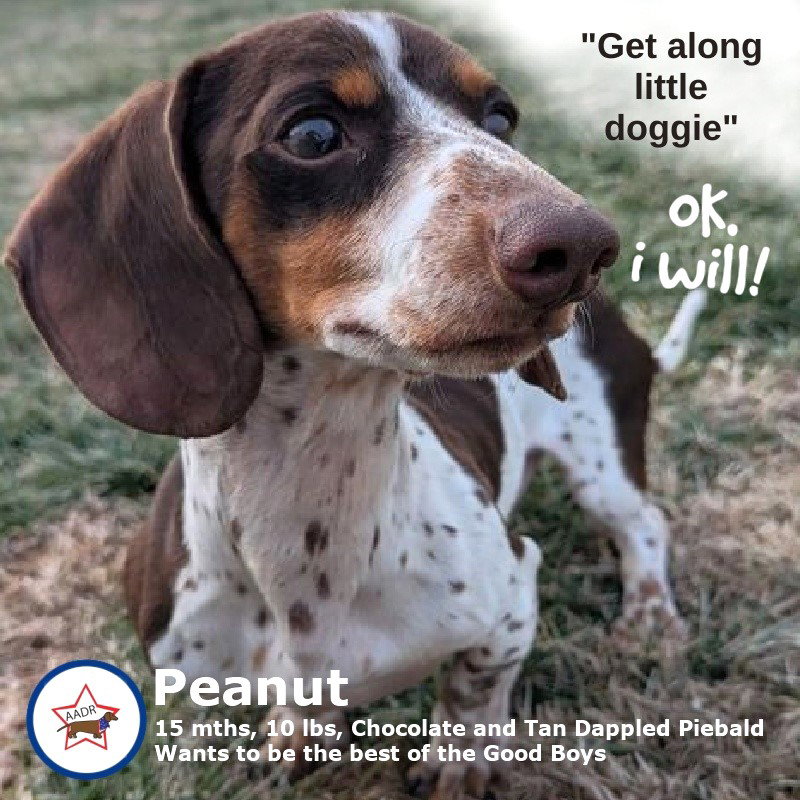 Peanut in TN