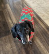 Gracie in TN