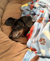 Gracie in TN