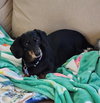 Gracie in TN