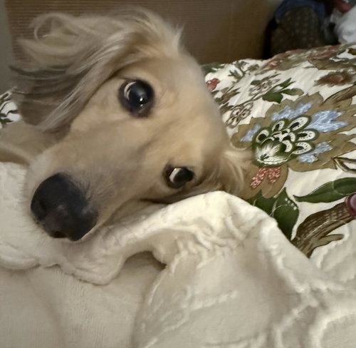 Quinn aka Tucker SC