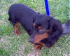 MS COCO...FL
