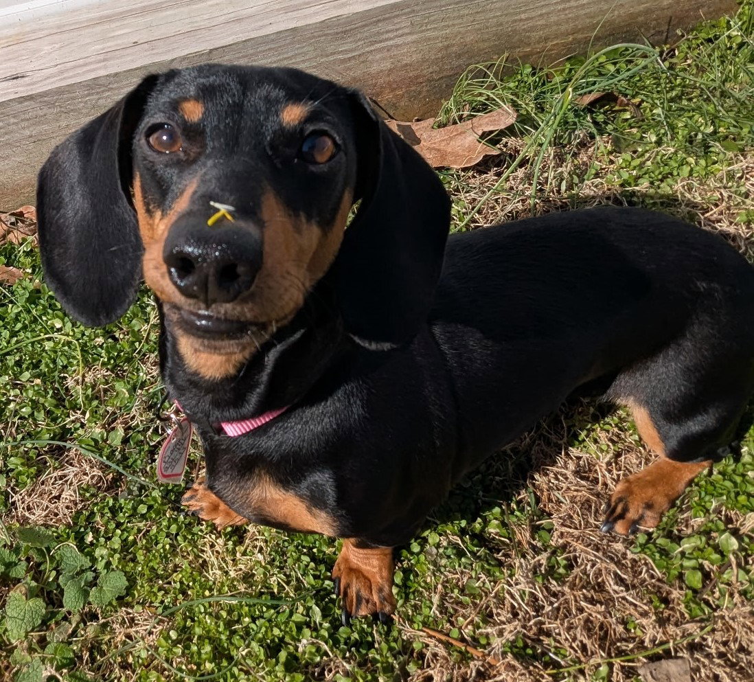 Boop aka Betty Boop in TN