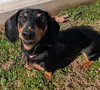 Boop aka Betty Boop in TN