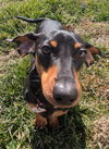 Boop aka Betty Boop in TN