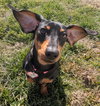 Boop aka Betty Boop in TN