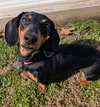 Boop aka Betty Boop in TN