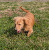 Stella in TN