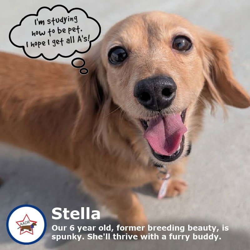 Stella in TN