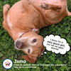 Juno in NC