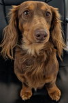 Romie fostered in GA