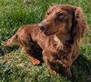 Romie fostered in GA