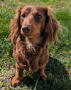 Romie fostered in GA