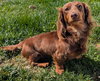 Romie fostered in GA