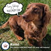 Romie fostered in GA