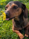 Frankie in TN