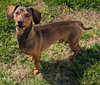 Frankie in TN