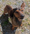 Frankie in TN