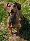 Frankie in TN
