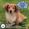 Tucker in SC