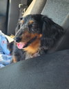Franky in TN