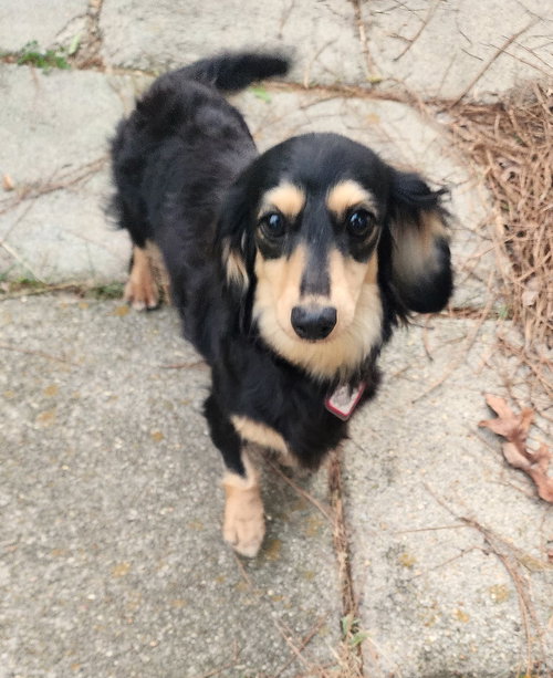 Skylar in TN, an adoptable Dachshund in Shelbyville, TN